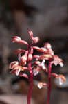 Spring coralroot